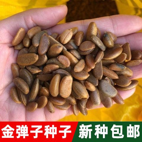 新采金弹子种子 鸡血红老鸦柿种子梨形葫芦果灯泡型盆景盆栽种子