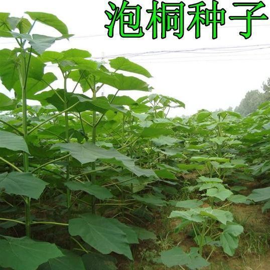 泡桐种子 白花泡桐 大果泡桐 空桐木 水桐 桐木树 紫花树毛