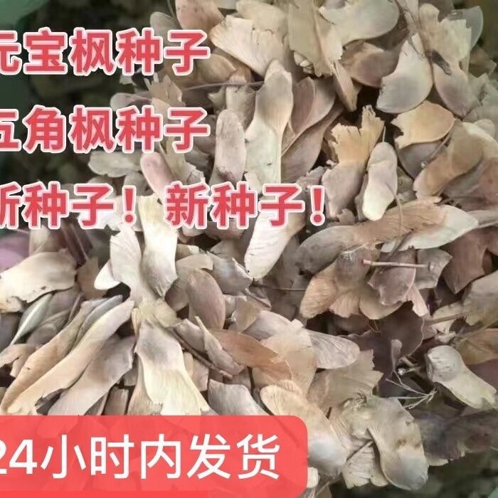 新采优质五角枫元宝枫三角枫红枫树籽观叶风景树乡土彩叶林木种子