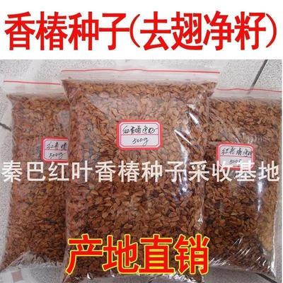 正品产地直销新红油香椿种子香椿苗香椿菜种子红椿树椿树