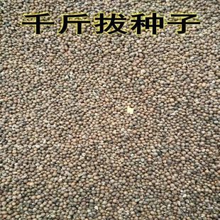 药材种子 千斤拔种子小叶千斤拔种子大叶千金拔种子盆栽庭院种植