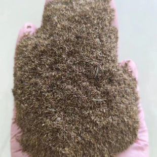 柳蒿菜种子东北野生柳蒿芽种籽种根易活好管理耐寒南北方可种植