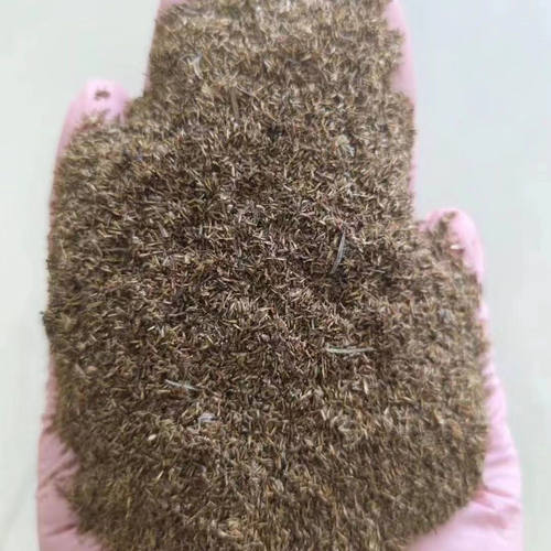 柳蒿菜种子东北野生芽种