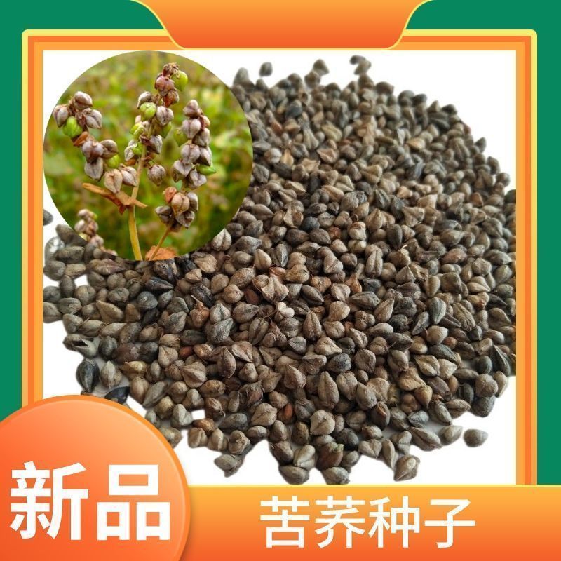 苦荞种子散装农作物食用杂粮荞麦种子南北方种植