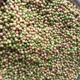 金果榄种子 地苦胆种子 苦地胆九龙胆金果榄金果榄种子金果榄