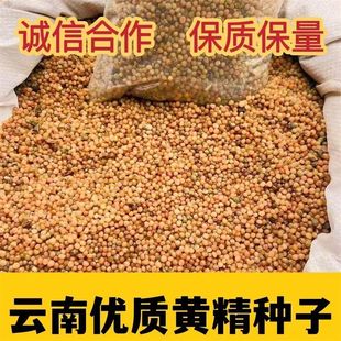 云南滇黄精种子 高杆黄精种子 多花黄精 鸡头黄精种子 去皮净籽