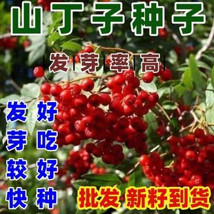 山丁子种子当年新采摘野生山荆子树果林木籽嫁接苗木四季易活植物