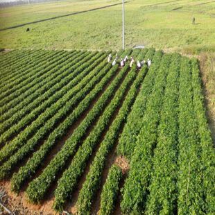 岗梅种子 点称星种子 称星树苗种子 山梅根苗青梅苗 天星木种