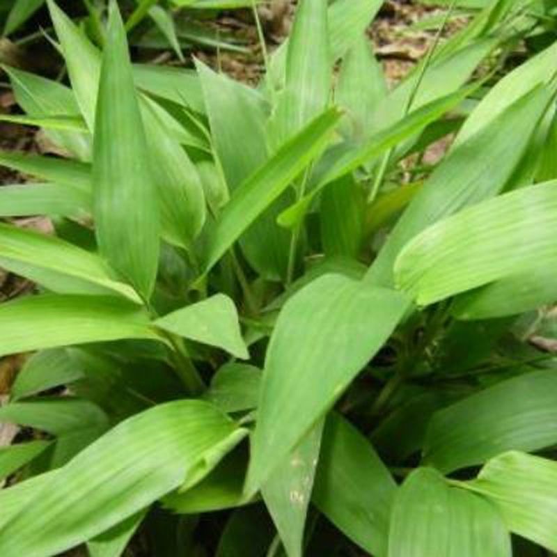 淡竹叶野生淡竹叶种子 淡竹叶种子 山鸡米清热解暑草新采草药种子