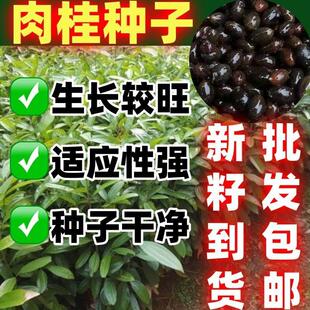 肉桂种子桂皮树苗种子树广东广西桂皮树苗桂核当季新籽肉包邮