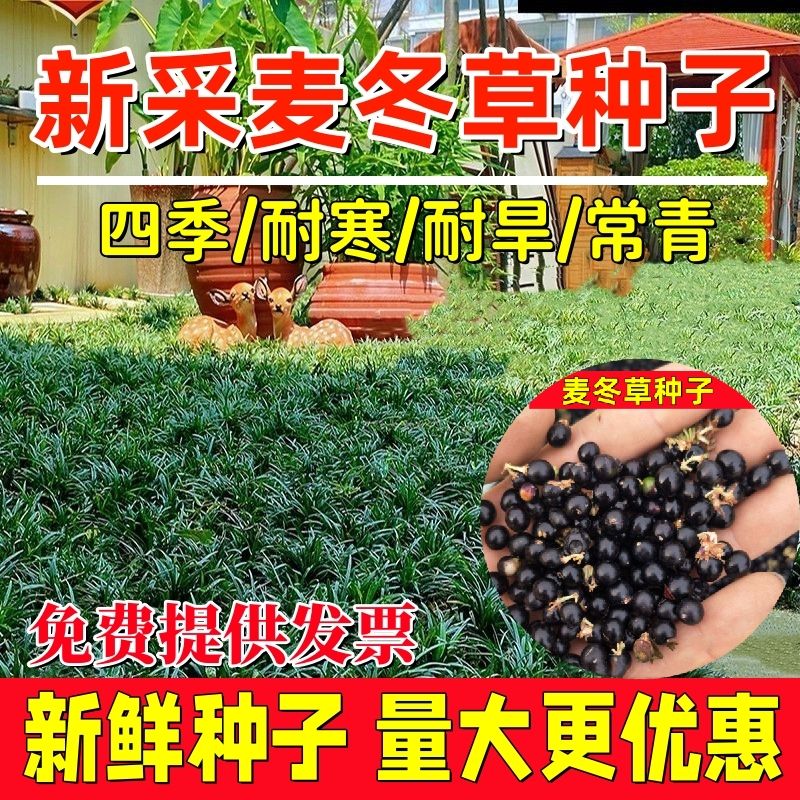 麦冬草种籽四季草坪种子玉龙草细叶宽叶日本矮生金边麦冬庭院草籽