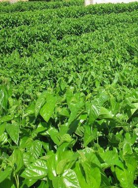 大叶蚕桑种子 强桑一号 养蚕喂蚕桑叶树种子 农桑14号 饲料桑葚籽