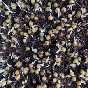 黄精种子野生新鲜鸡头黄精籽多花姜型老虎姜种子产地直发包邮