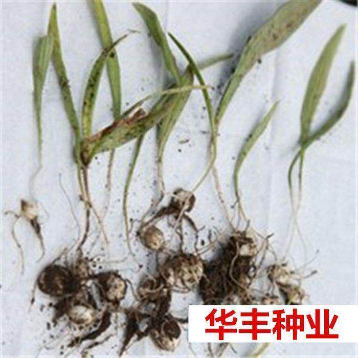 中药材种子 川贝母 青贝 浙贝甘肃贝种子  可盆栽种植