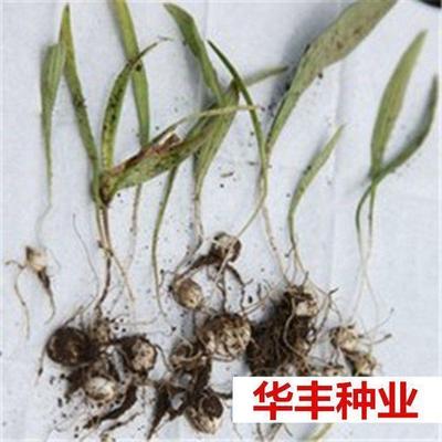 中药材种子川贝母青浙