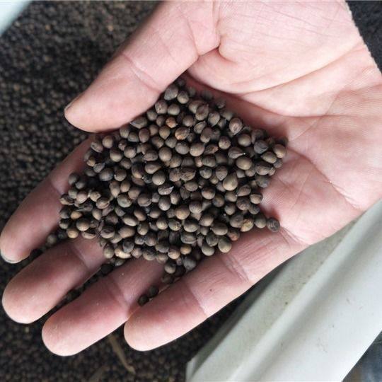 美丽异木棉种子木棉花种子美人树种子包邮木棉花种苗木棉树种子