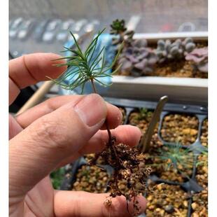 黑松树种子耐旱耐寒林木树种多年生四季常青树日本黑松种子绿化树