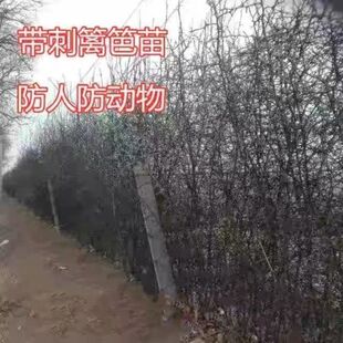 造刺树种子马甲子鸟不站铁篱笆 带刺植物围墙篱笆防盗围墙 防护栏