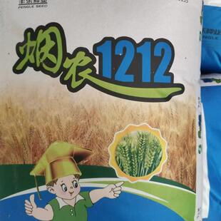 烟农1212优质小麦种子抗倒抗冻大穗耐寒抗病原装正品30一袋