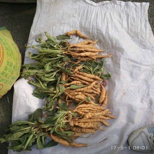 新采摘中药材种子 生地籽 生地黄种子生地黄种籽 生地黄种籽