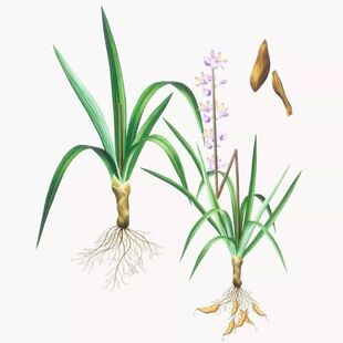 多年生川麦冬种子耐寒耐热野生可庭院种植绿麦冬草种苗中药材食材