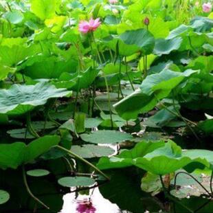 伊乐藻种子鱼塘江河养虾蟹净化水质轮叶黑藻狐尾藻水草籽