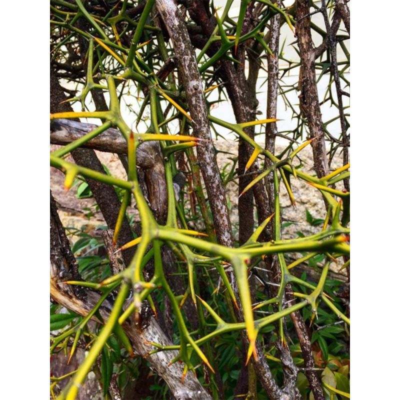 铁篱笆刺树种子枸橘树苗籽大叶砧木树苗小苗用种籽带刺栅栏种43