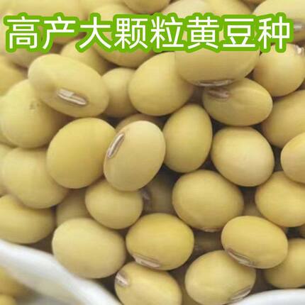 高产黄豆特大籽高产大粒非转黄豆中晚熟大豆菜毛豆种植