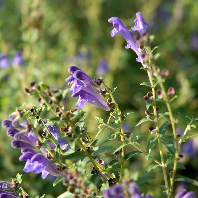 黄芩种子野生中药材种籽根入药《本草纲目》山茶根土金茶根黄芩籽