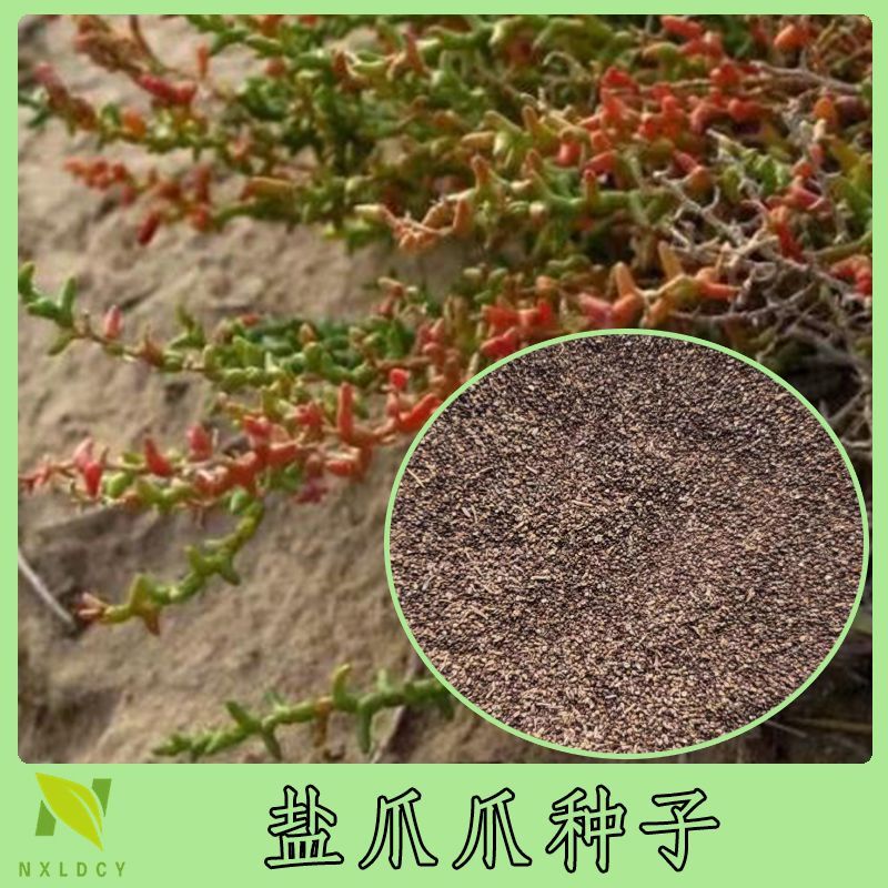 盐爪爪籽种子沙生植物防