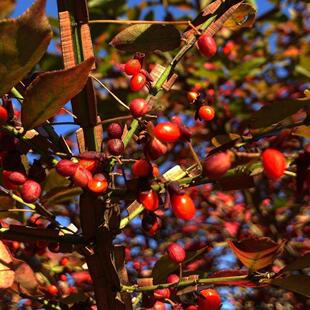 鬼箭羽种子种苗用植物鬼箭六月凌卫矛蓖箕柴南北方种植34