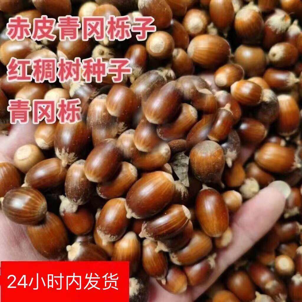 新采赤皮青冈栎种子青冈树种子红稠种子木种子红青冈种子槲栎种子