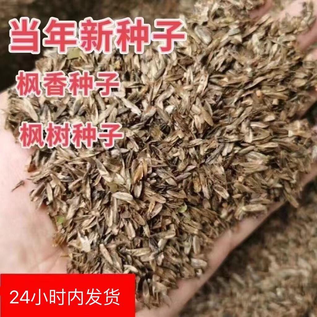 新采枫香种子枫树种子枫香苗木种子林木种子乡土彩叶树种籽造林