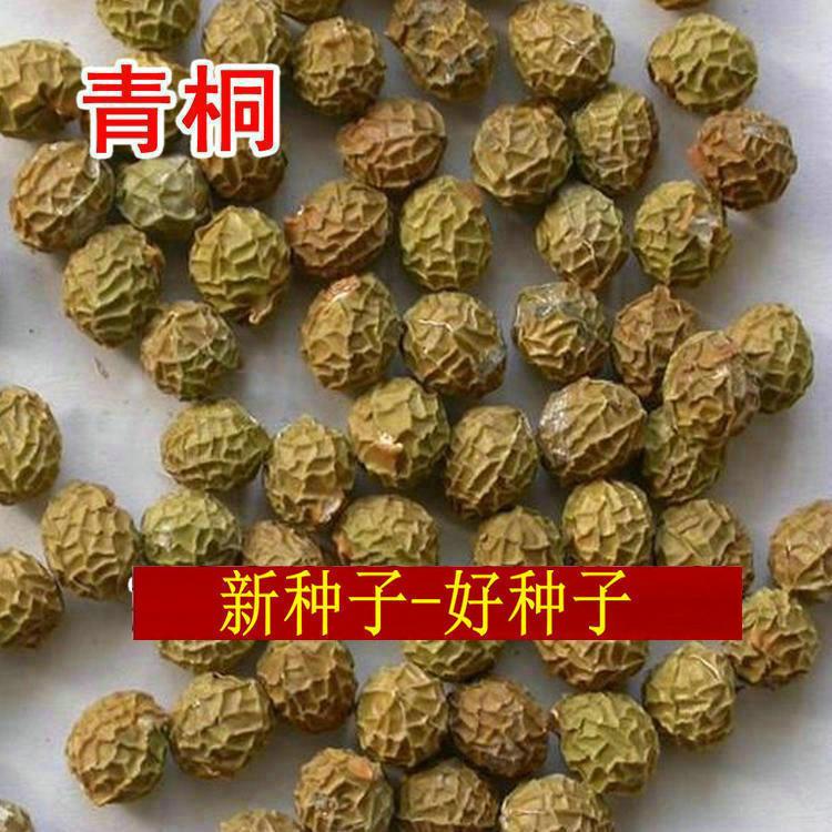 新采收青桐种子青桐树种青皮梧桐树种法桐种子油桐海桐籽