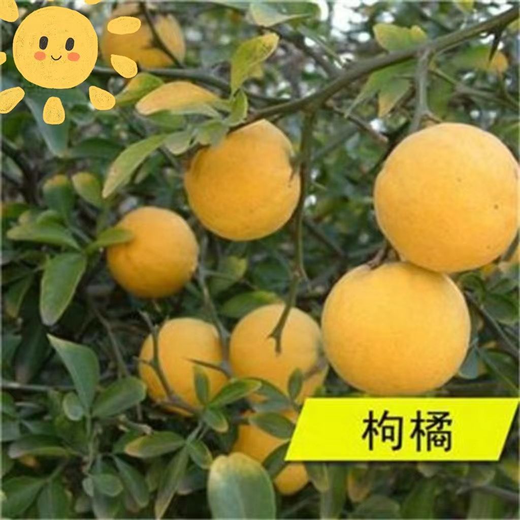 枸橘种子枳壳种籽积壳籽香橙种子嫁接砧木树种子带刺围墙篱笆种子