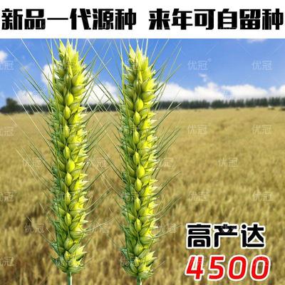 百农607超高产小麦种子矮杆早熟大穗小麦大全原装散装