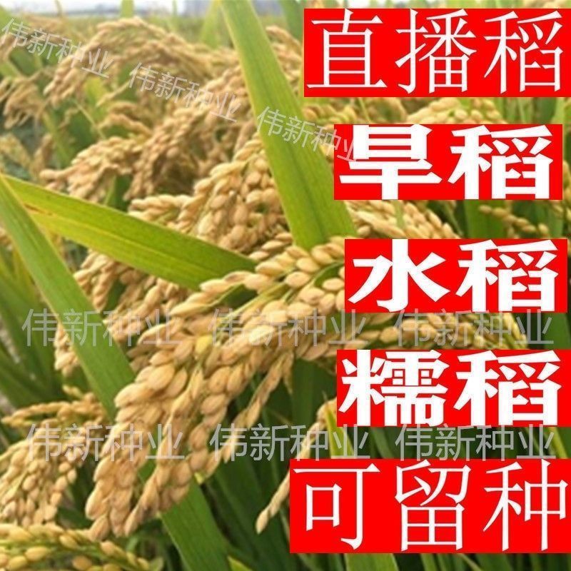 水稻种子旱稻谷种籽糯稻高产香米南粳46现货5055超级稻郑旱10种子