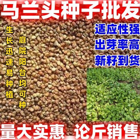马兰头种籽简单易种阳台庭院田园盆栽农家老品种蔬菜种马兰头种子