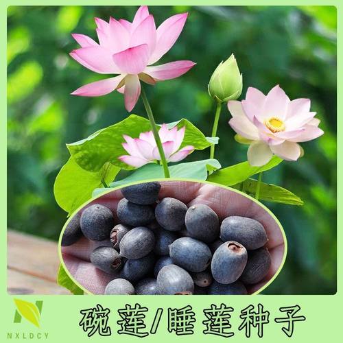 【7天发芽】碗莲种四季开