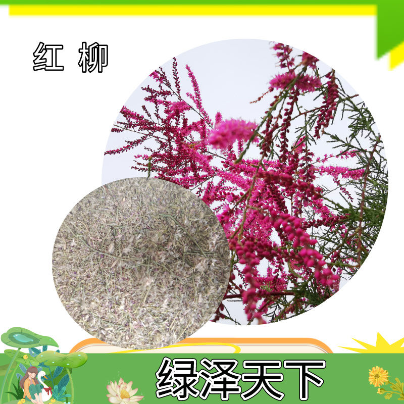 红柳种子林灌木种子四季长春季播种苗红园林绿化树庭院多枝条种子