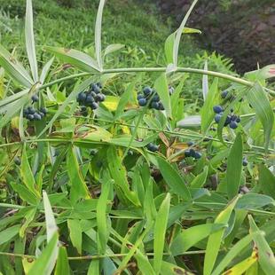 2024新黄精种子老虎姜鸡头新鲜滇黄精多花姜型不倒苗黄精种籽药材