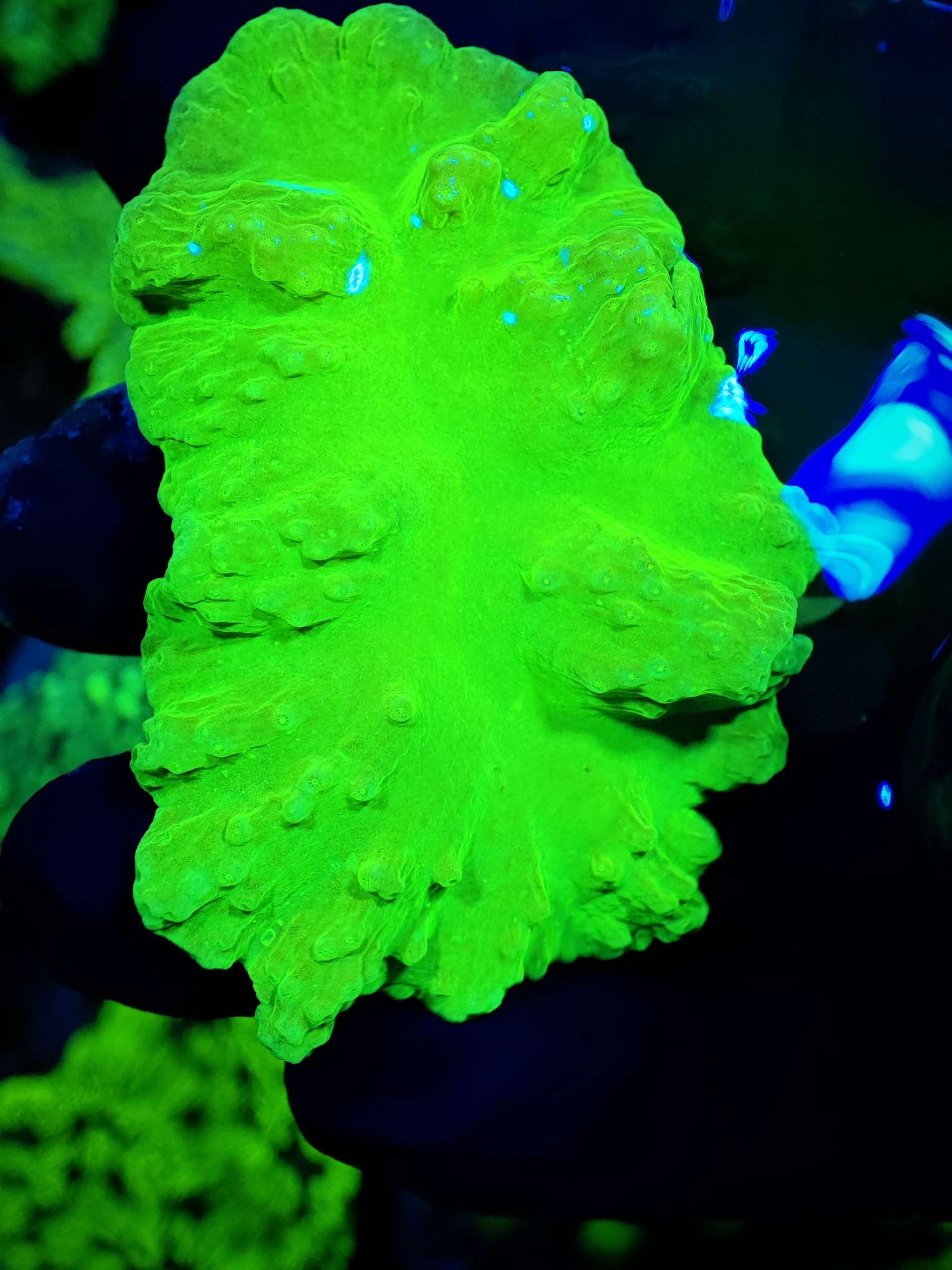 荧光绿木耳皮革珊瑚新手珊瑚荧光绿海缸海水生物活体软体