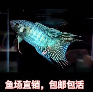 中国斗鱼 改良长尾蓝叉 冷水观赏鱼 懒人鱼 耐养  无需打氧
