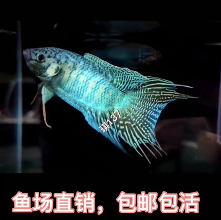 中国斗鱼 改良长尾蓝叉 冷水观赏鱼 懒人鱼 耐养  无需打氧