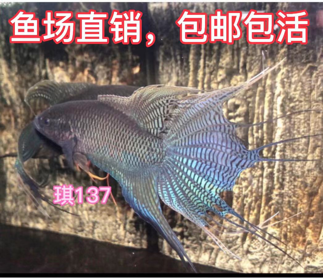 中国斗鱼活体蓝型越黑淡水观赏鱼