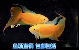 中国斗鱼 白化 招财玄黄金 小型淡水观赏鱼  冷水菩萨鱼 包邮包活
