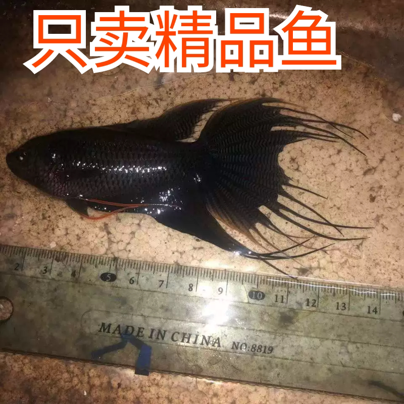 国斗鱼纯种大越黑活体淡水小型观赏鱼耐活好养黑叉菩萨鱼无需打氧