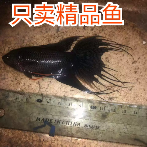中国斗鱼活体蓝型越黑淡水观赏鱼
