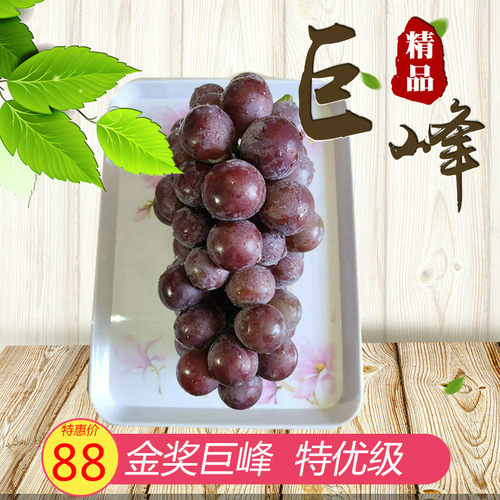 浦江巨峰葡萄价格 浦江巨峰葡萄图片 星期三