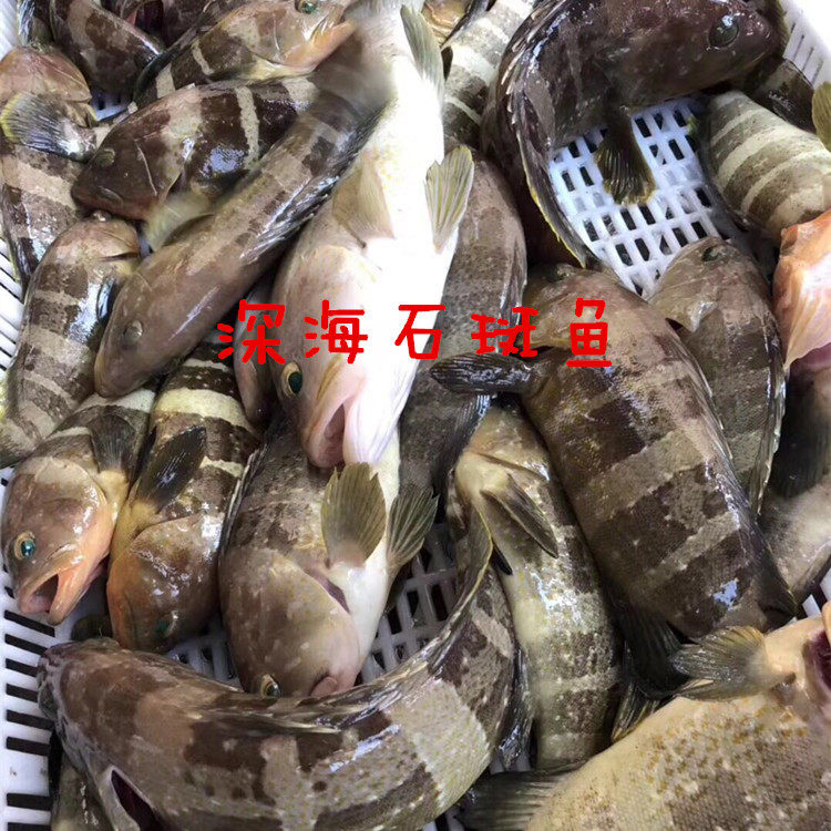海捕新鲜鲜活野生海鲜小石斑鱼虎头鱼石矾鱼鲙鱼斑鱼红斑鱼